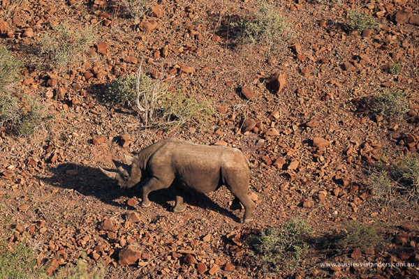 Desert Rhino, Damaraland Camp