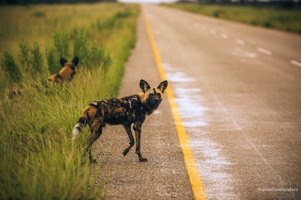 Wild Dogs In Botswana