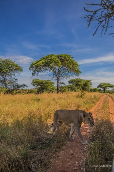 Lion of Ruaha National Park