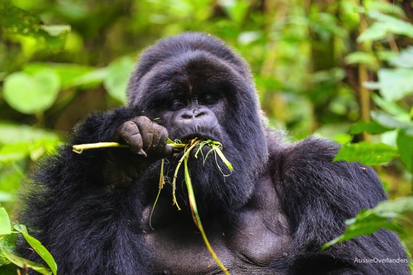 Rwanda Gorillas in Africa